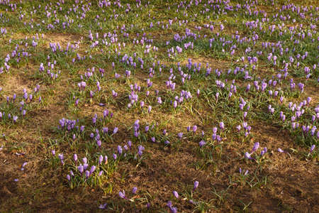 Snowdrops first white crocus wild flowers spring. Fresh spring grass. First spring flowersの写真素材