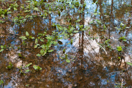 Spring puddle in the park. Spring park. Reflections in the puddles.の写真素材
