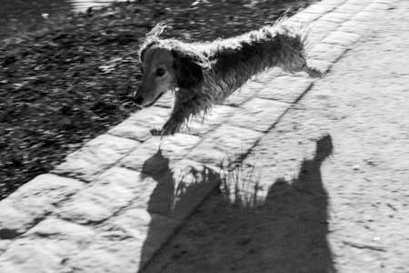 Running wet dachshund. A disheveled dog runs along the park path. A happy dachshund ran out of the pond.の写真素材