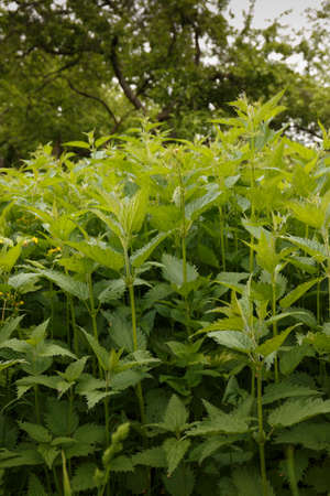 Nettles in the forest. Young nettle. Fresh greenery