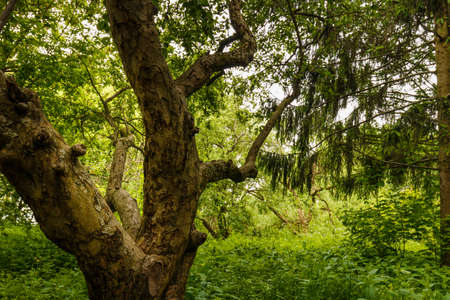 A dense forest with apple trees. Russian garden with apple trees. Russian garden with apple trees.の写真素材