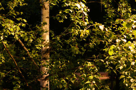 The birch tree is lit by a lantern in the park. Birch in the park in the evening.の写真素材