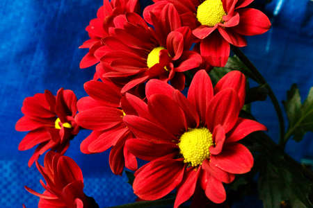 Red chrysanthemum on a blue background. Bouquet of red flowers with a yellow center on a blue background.の写真素材