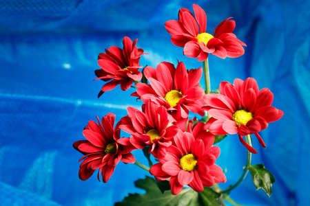 Red chrysanthemum on a blue background. Bouquet of red flowers with a yellow center on a blue background.の写真素材