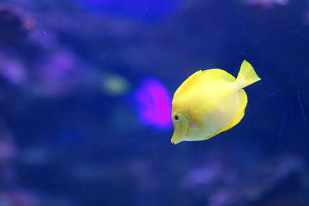 A marine aquarium with fishes and corals. Marine life.