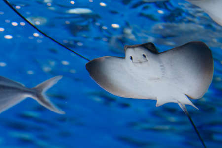 Sea stingray and marine life. A marine aquarium with fishes and corals. Marine life.の写真素材