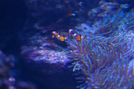 Marine aquarium with fishes and corals. Marine life.の写真素材
