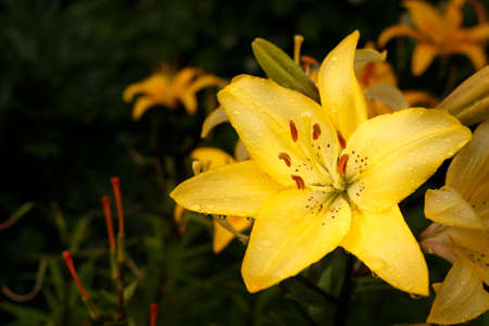 Yellow lily with raindrops. Lily flower in the garden after the rain. Beautiful garden lily, lit by the setting sun.の写真素材
