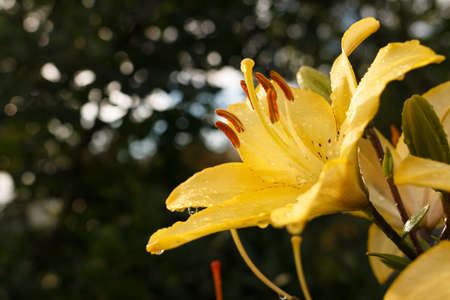 Yellow lily with raindrops. Lily flower in the garden after the rain. Beautiful garden lily, lit by the setting sun.の写真素材