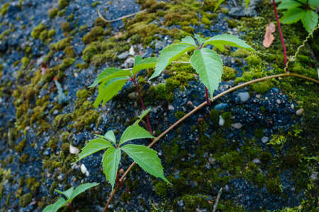 Bindweed on stone. Convolvulus on a stone. Green plant on a rock covered with moss.