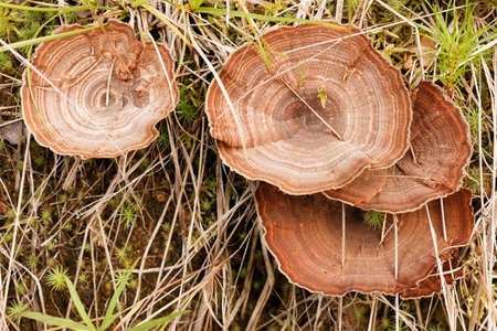 Mushrooms in the forest. Mushrooms with brown and white circles on a hat. Group of mushrooms in the...