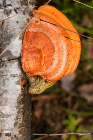 Nastrost on the birch tree. Orange mushroom on a tree.の写真素材