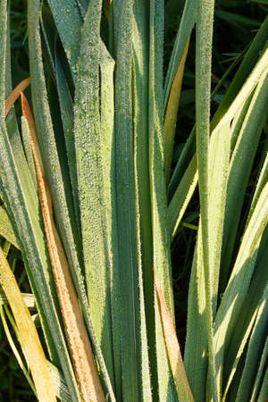 Long green grass stems tied with a rope. Bouquet of green stems with dew. A picturesque green...