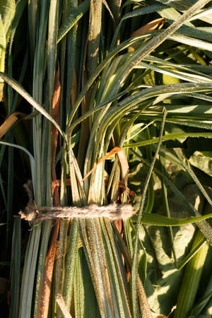 Long green grass stems tied with a rope. Bouquet of green stems with dew. A picturesque green...