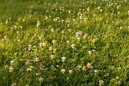 Field with clover. Green lawn with white clover illuminated by the dawn sun.の写真素材