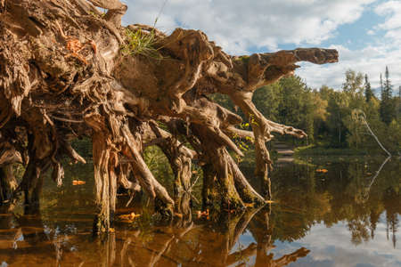 Picturesque stump with old crooked roots in water, forest backgroundの写真素材