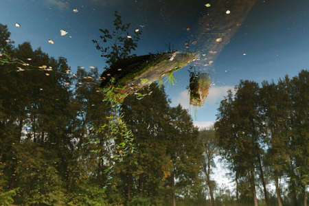 Incredible visual effect of space. Landscape with forest, pond and driftwood in the water. Inverted image. Old tree in the pond.の写真素材