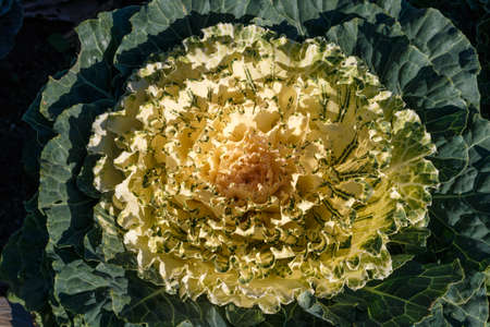 Close up of decorative cabbage, ornamental cabbage plants. Background of green decorative cabbage. Nature pattern. Organic texture. Fresh Cabbageの写真素材