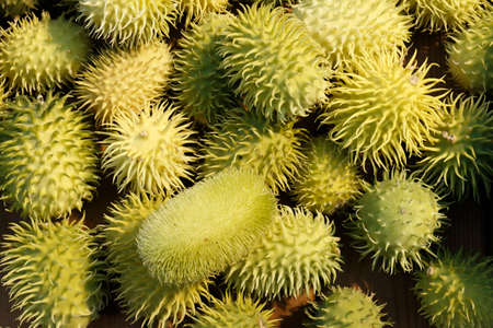 Exotic cucumbers. African wild cucumber Cucumis africanus tropical plant. Background of amazing wild cucumbersの写真素材