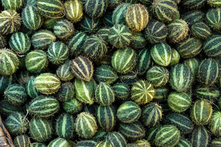 Exotic cucumbers. African wild cucumber Cucumis africanus tropical plant. Background of amazing wild cucumbersの写真素材