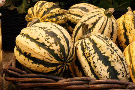 Autumnal decoration with pumpkins. Different kinds of pumpkins in sunshine. Offer at weekly market...