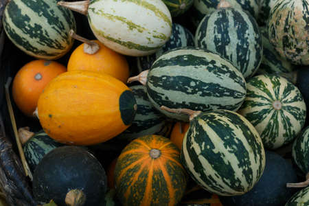 Green and orange pumpkins. Harvest of Pumpkins. Colorful pumpkins collection on the autumn market.の写真素材