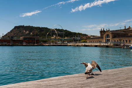 Wooden embankment of Barcelona. Seagull standing on the pierの写真素材