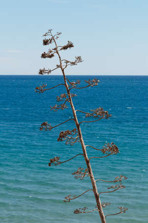 Agave against the sea. Landscape with a flower of agave and sea.の写真素材