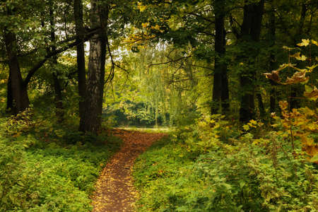 Path in the autumn park. Autumn park trail landscape. Russia. Autumn Landscape. Beautiful autumn...