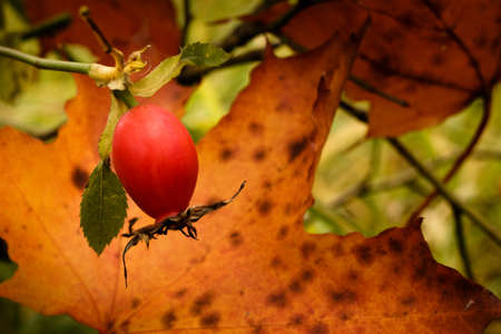 Bright red rose hips on a background of yellow maple leaves in autumn. Fruit rose on a tree in autumn.の写真素材