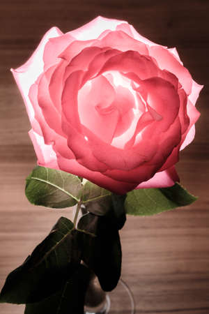 Rose with backlight on a wooden background. Blooming Rose. Bright bud of a rose flower. Luminous pink rosebud. Pink Rose Budの写真素材