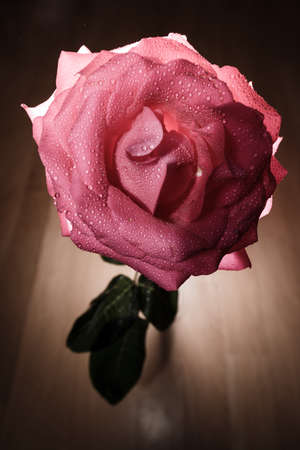 Rose with backlight on a wooden background. Blooming Rose. Bright bud of a rose flower. Luminous pink rosebud. Pink Rose Budの写真素材
