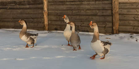 Domestic geese outdoor in winter. Four domestic goose walking in the snow. Suzdal. Russia.の写真素材