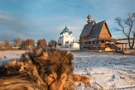 Shaggy dog. The big shaggy mongrel in Suzdal. The Suzdal Kremlin. Church of St. Nicholas. Ancient...