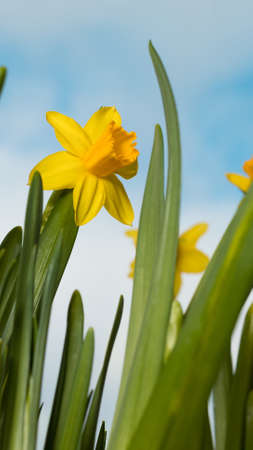 Flowering yellow irises against the background of the spring sky. Bouquet for women's holiday. Blooming flowers. Delicate fresh greenery of young flowers. Springtime. Nature background.の写真素材