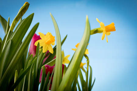 Flowering yellow irises and red tulips against the background of the spring sky. Bouquet for women's holiday. Blooming flowers. Delicate fresh greenery of young flowers. Springtime. Nature background.の写真素材