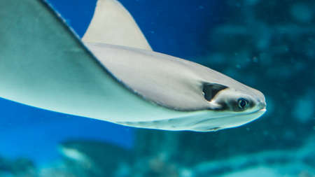Stingray in Aquarium. Closeup if Stingray through aquarium window.