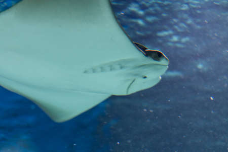Stingray in Aquarium. Closeup if Stingray through aquarium window.