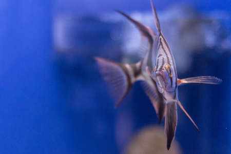 Exotic fish. Underwater image of colorful fish. Colorful fishes in aquarium.