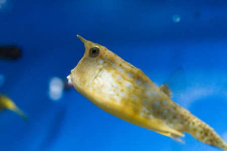 Underwater image of colorful, exotic fish in an aquarium.の写真素材