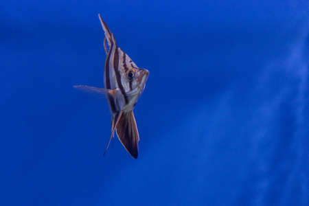 Exotic fish. Underwater image of colorful fish. Colorful fishes in aquarium.