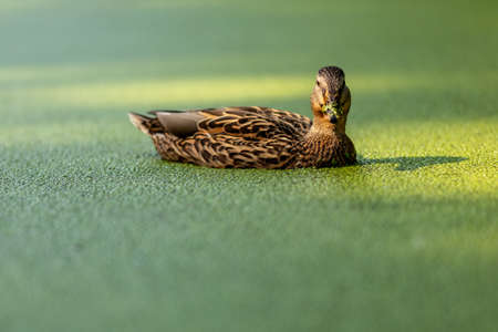 Duck swims in a pond covered with duckweed. Duck in overgrown pond. Duck's nose is covered with duckweed.の写真素材
