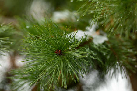 Pine branch with the first snow and raindrops. Details of nature in the fall. Snow and drops on a pine branch.の写真素材