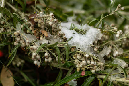 Green grass, branches and stems under the first snow. Details of autumn nature. The first snow in the park.の写真素材