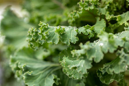 Cabbage leaves with raindrops. Cabbage green leaves with water drops. Green leaf with dew drops. Green background.の写真素材