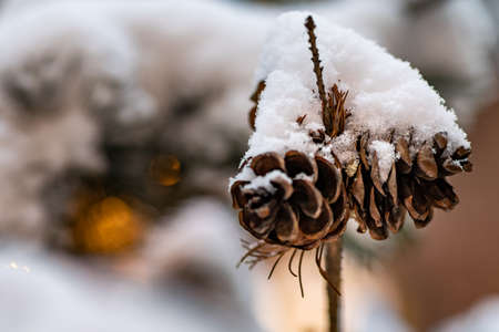 Fir tree branch covered with snow. A branch of a Christmas tree with cones covered with snow