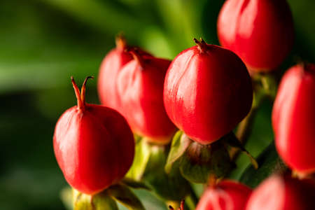 Hypericum branches with red berries for floral arrangements. Selective focus. Closeup Hypericum....