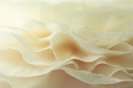 Flower bud. Closeup of a flower bud. Natural background. Background for vegetable design. Natural...