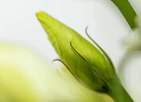 Flower bud. Closeup of a flower bud. Natural background. Background for vegetable design. Natural...