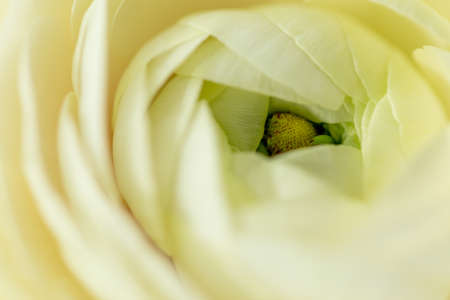 Flower bud. Closeup of a flower bud. Natural background. Background for vegetable design. Natural...